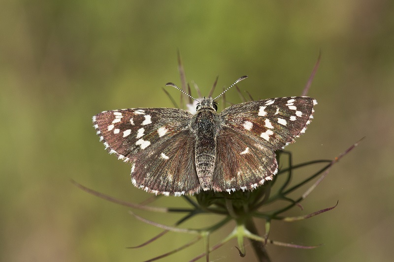 Piccola farfalla id